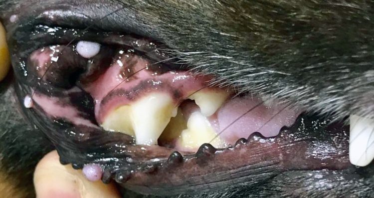 virus del papiloma a perros diagnosticul tratamentului simptomelor helmintiazei